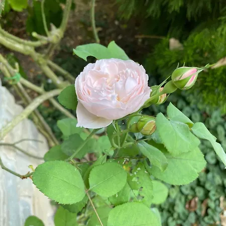 Stanze Degli Aceri Apartment Murazzano (Cuneo)