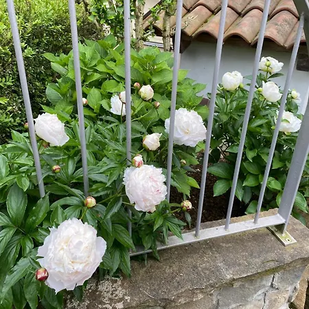 Stanze Degli Aceri Apartment *