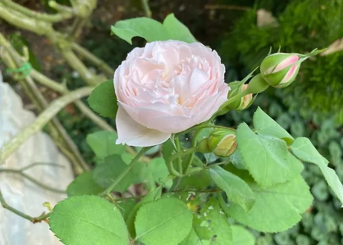 Stanze Degli Aceri Apartment Murazzano (Cuneo)