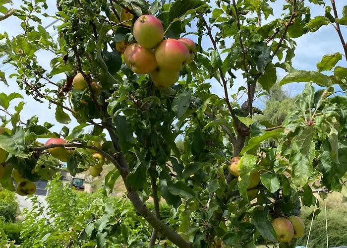 Stanze Degli Aceri *